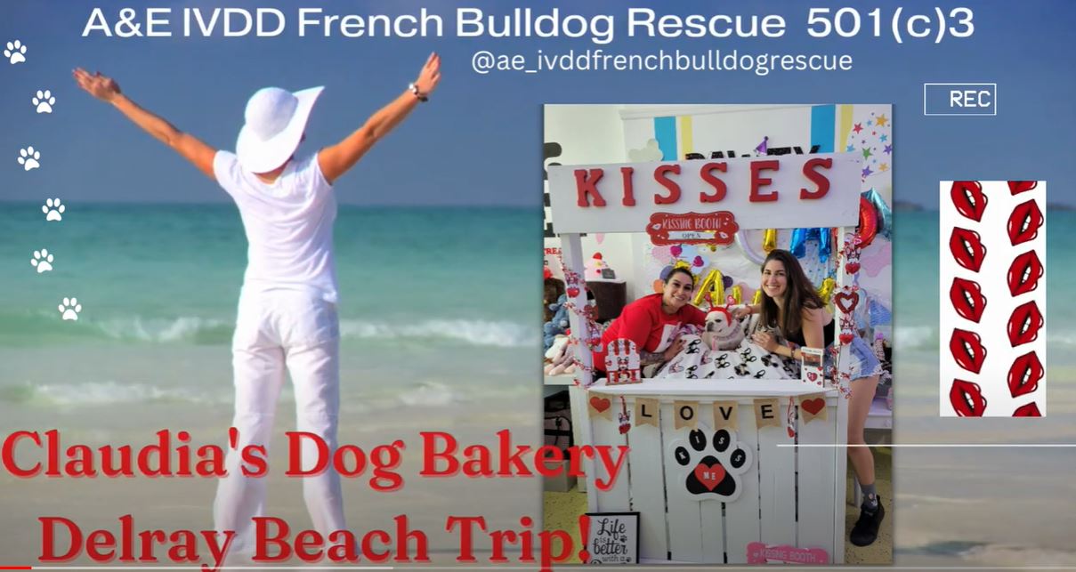 A visit to Claudia's Bakery in Delray Beach for the A&E IVDD French Bull Dog Rescue Fund Raiser.