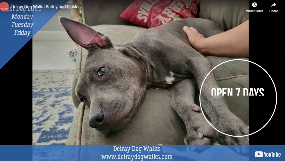 Delray Dog Walks Barley and Pickles