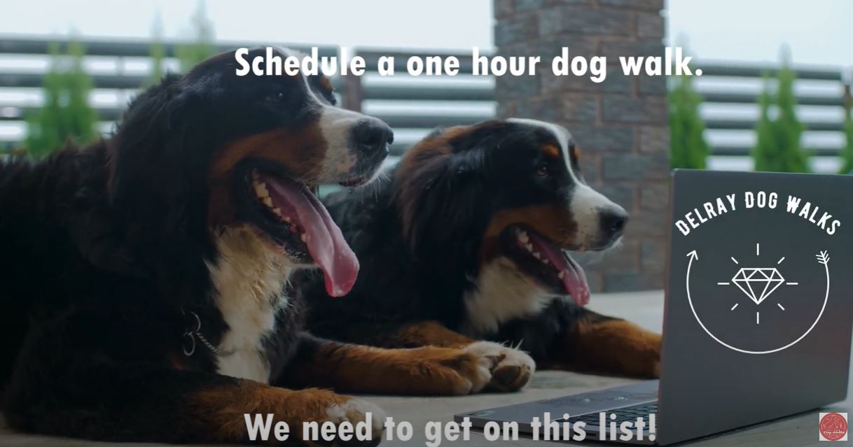 Delray Dog Walks Friendliest Dogs in Town