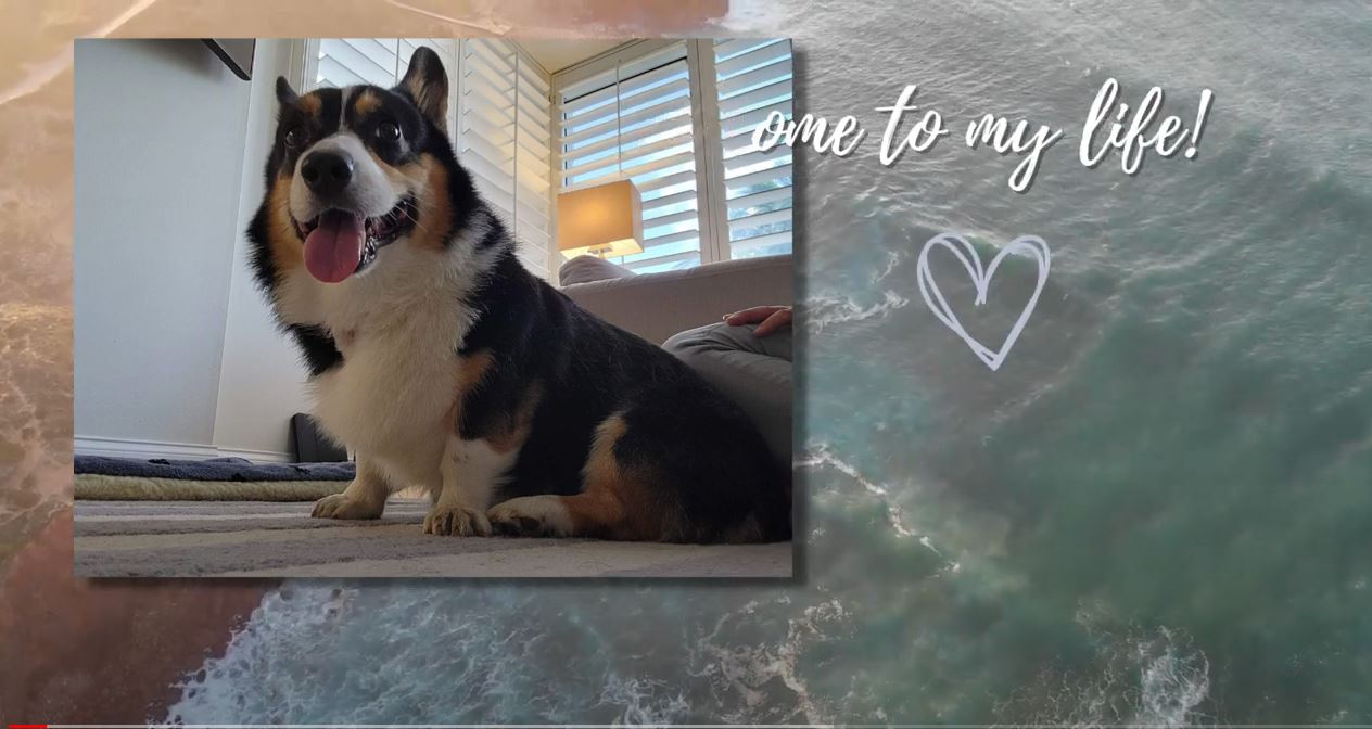 Simba Living My Best Life in Delray Beach