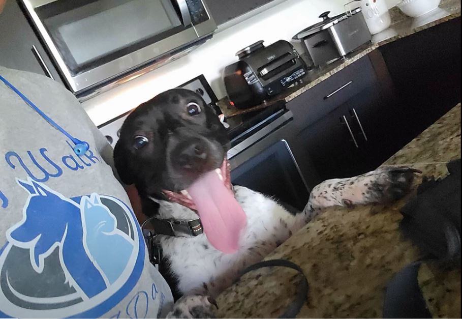 Delray Dog Walks Puppy Activities