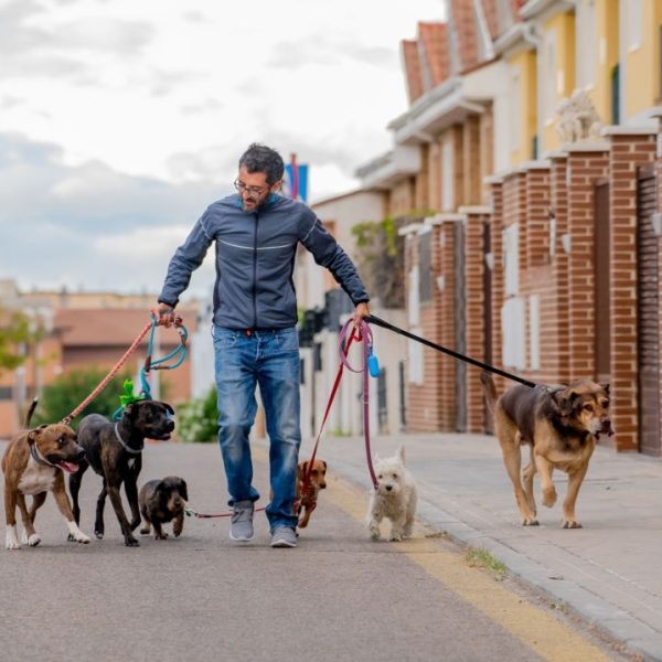 Professional dog walker or pet sitter walking a pack of cute different breed and rescue dogs on leash at city street.